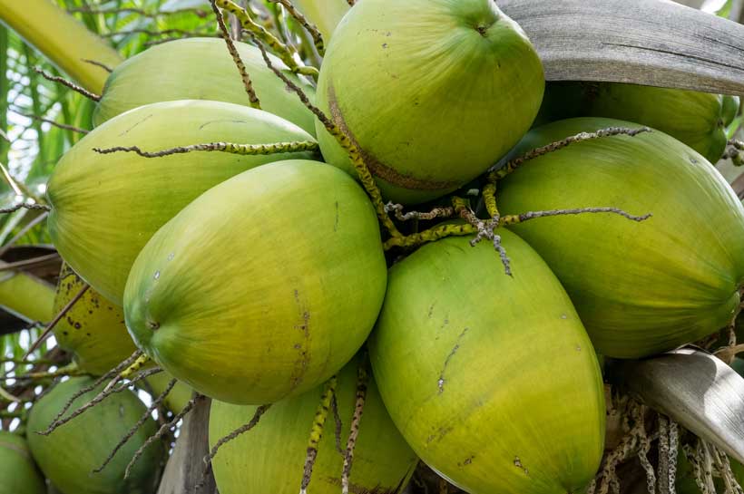 kelapa